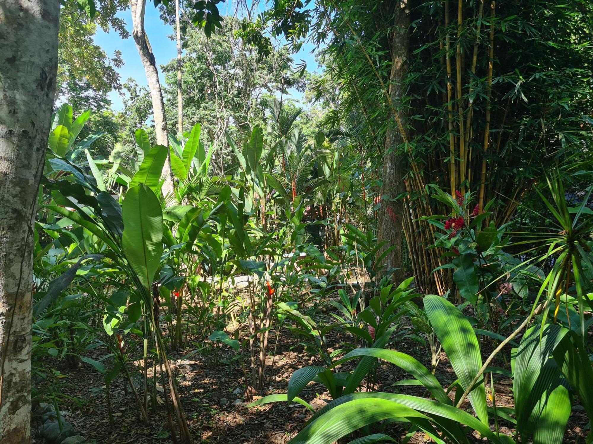 El Jardin de Playa Negra Villa Puerto Viejo de Talamanca Bagian luar foto